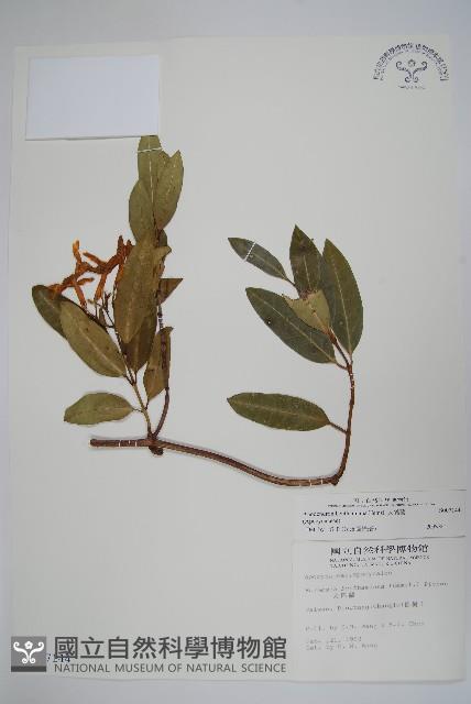 大錦蘭藏品圖，第1張