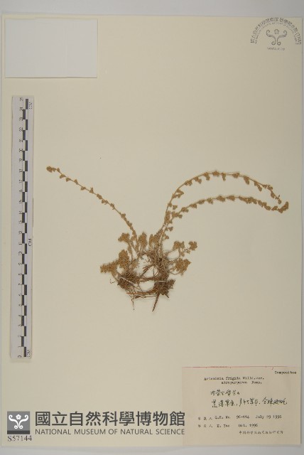 黑紫冷蒿藏品圖，第1張