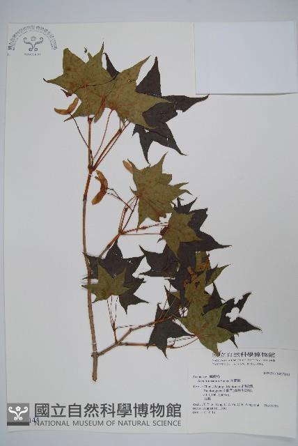 元寶槭藏品圖，第1張