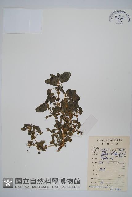 凹葉野莧菜藏品圖，第1張