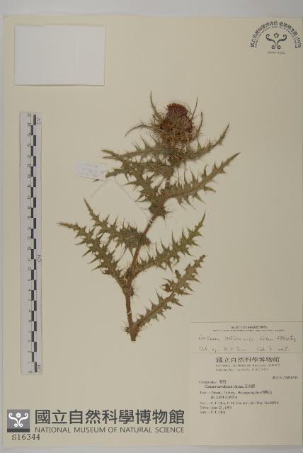 阿里山薊藏品圖，第1張