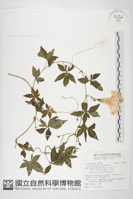 番仔藤藏品圖，第1張