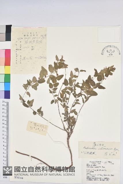 雀兒舌頭藏品圖，第1張