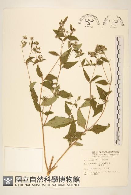 豨薟藏品圖，第1張