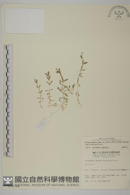 天蓬草藏品圖，第1張