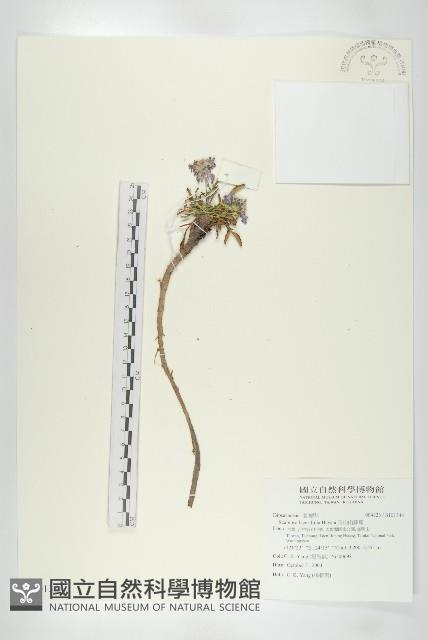 玉山山蘿蔔藏品圖，第1張