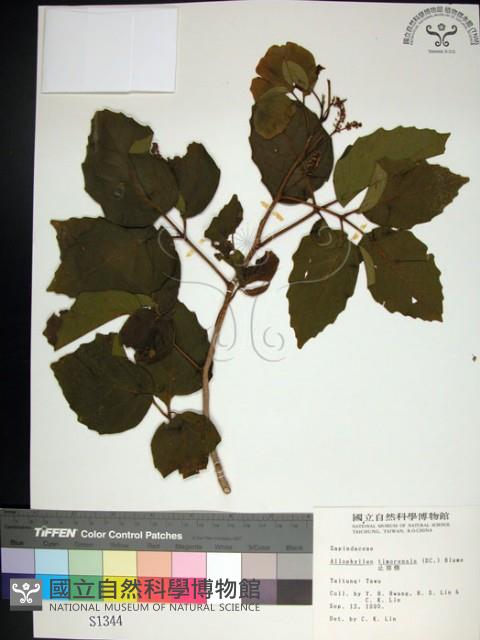 止宮樹藏品圖，第1張