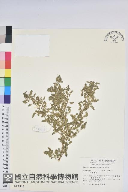 印度鐵莧藏品圖，第1張