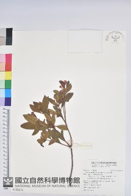 金毛杜鵑藏品圖，第1張