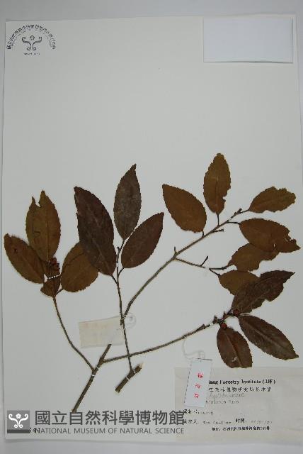 冬青藏品圖，第1張