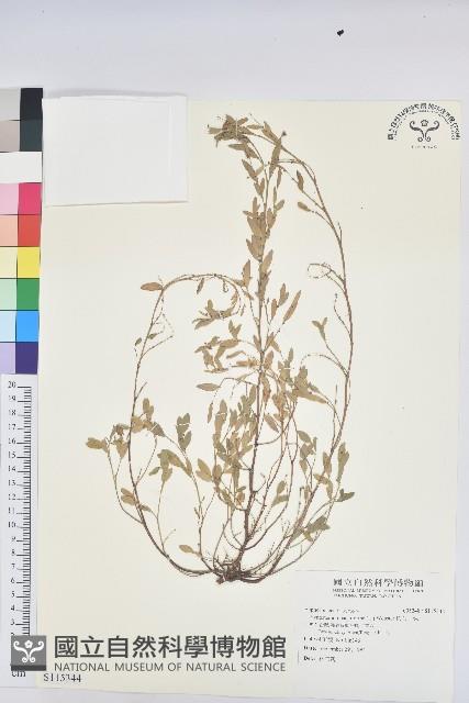 假葉下珠藏品圖，第1張