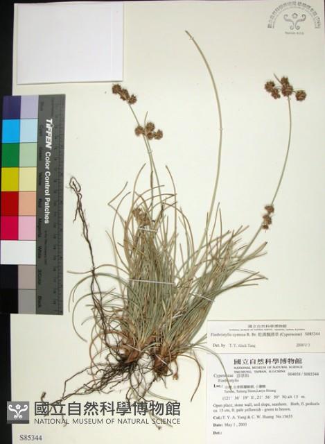 乾溝飄拂草藏品圖，第1張