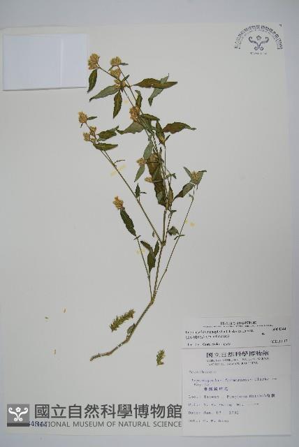 柳葉鱗球花藏品圖，第1張