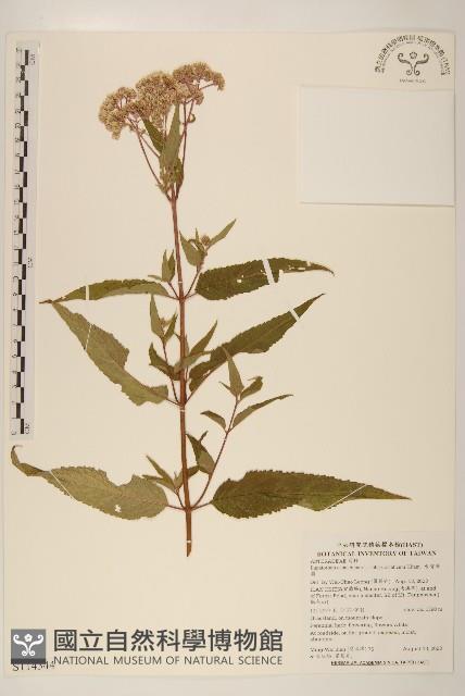 台灣澤蘭藏品圖，第1張