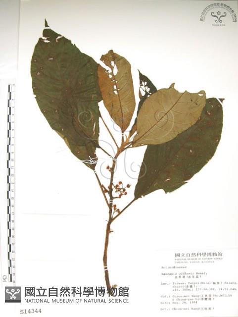 水冬瓜藏品圖，第1張