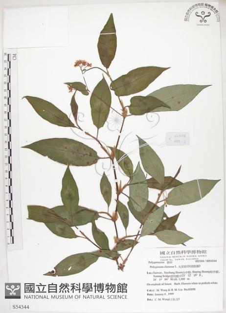 火炭母草、清飯藤藏品圖，第1張