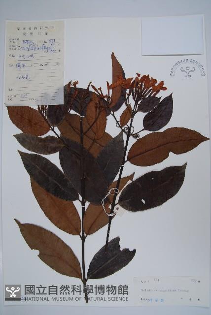 茶藤藏品圖，第1張