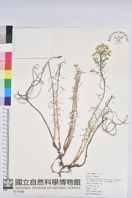 柏大戟藏品圖，第1張