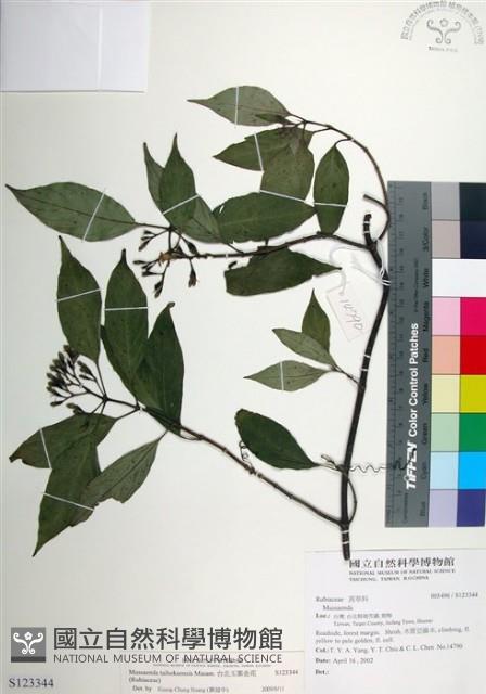 台北玉葉金花藏品圖，第1張