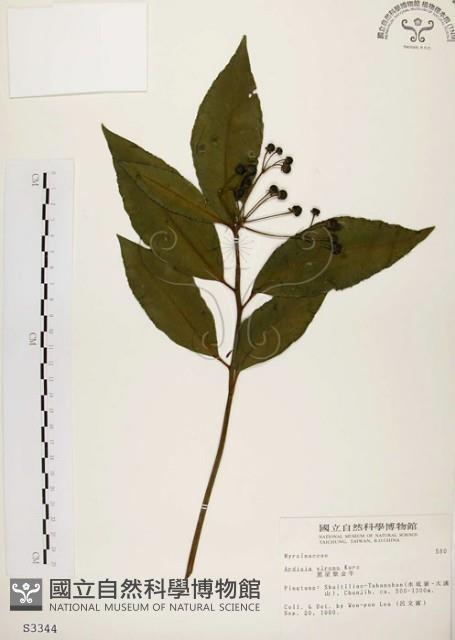 黑星紫金牛藏品圖，第1張