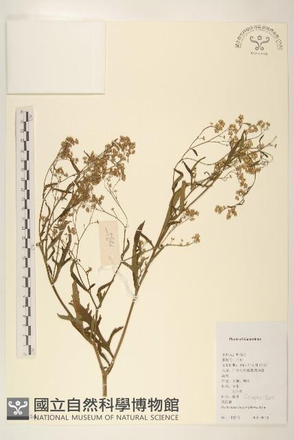 銀膠菊藏品圖，第1張