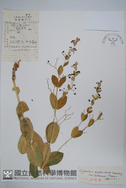 紫花合掌消藏品圖，第1張