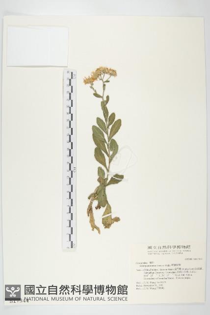 琴葉紫菀藏品圖，第1張