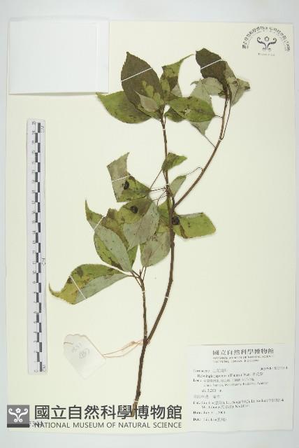 青莢葉藏品圖，第1張