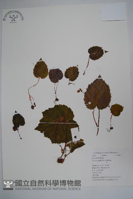 紫背天葵藏品圖，第1張