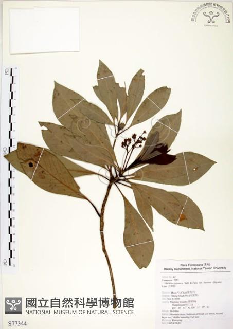 大葉楠藏品圖，第1張