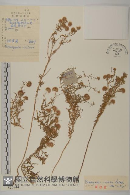 短星菊藏品圖，第1張