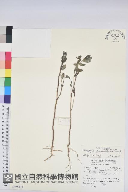 紫斑大戟藏品圖，第1張