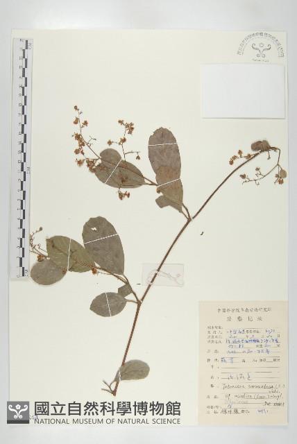 登錄號:S086844藏品圖，第1張