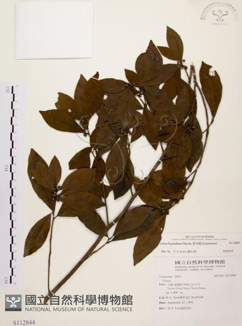 黃肉樹, 小梗木薑子藏品圖，第1張