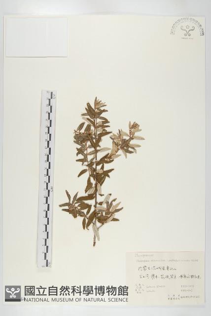 醋柳藏品圖，第1張