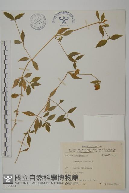 狗筋蔓藏品圖，第1張