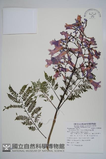 藍花楹藏品圖，第1張