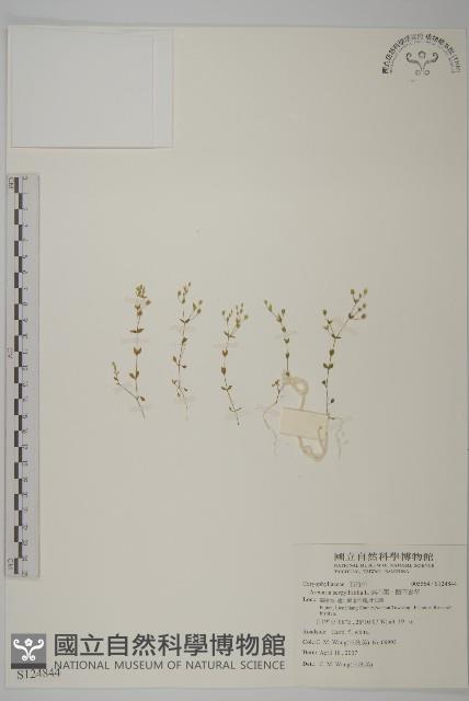 無心菜、鵝不食草藏品圖，第1張