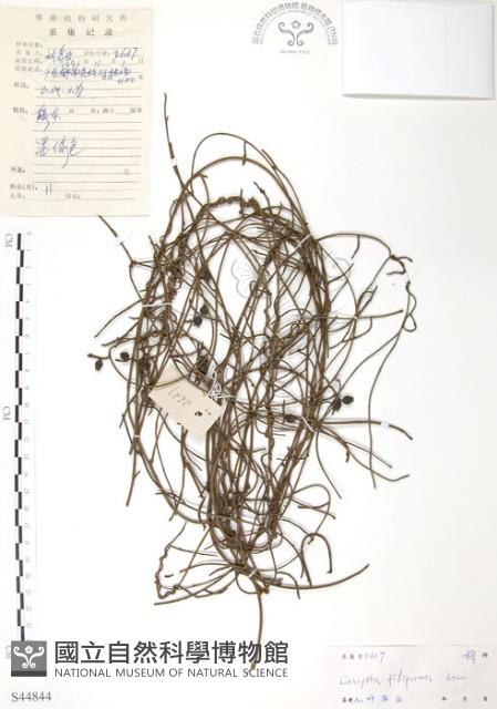 無根草藏品圖，第1張