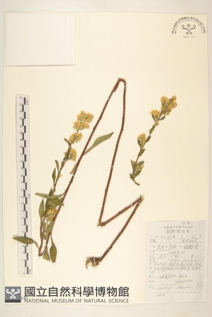 一枝黃花藏品圖，第1張