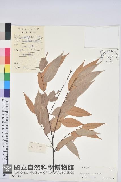 刺栲、鉤栗、火燒柯藏品圖，第1張