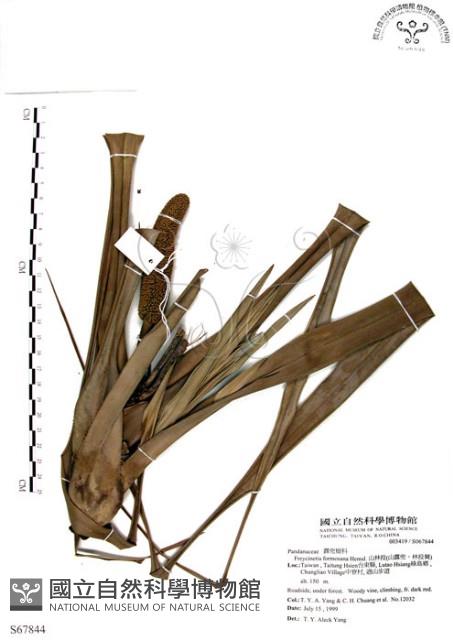 山露兜、山林投、林投舅藏品圖，第1張