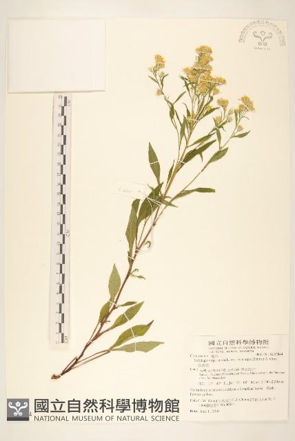 一枝黃花藏品圖，第1張