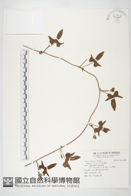 紅花野牽牛藏品圖，第1張