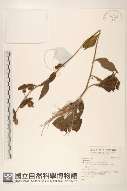 登錄號:S136944藏品圖，第1張