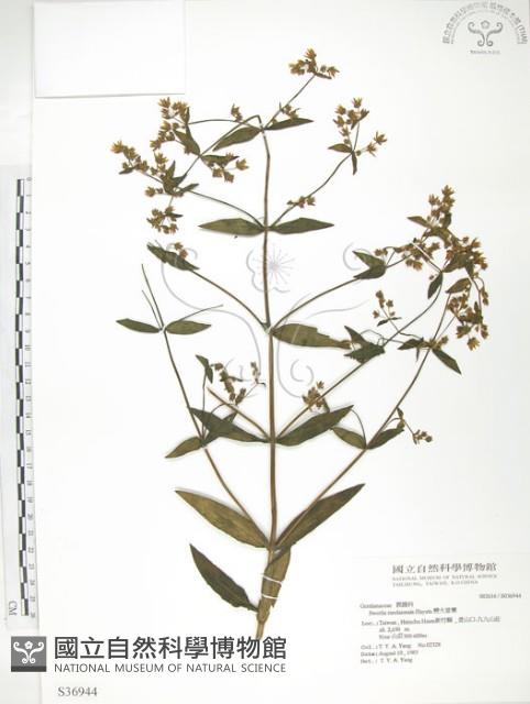 大籽當藥、巒大當藥藏品圖，第1張