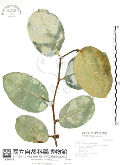 山豬枷藏品圖，第1張