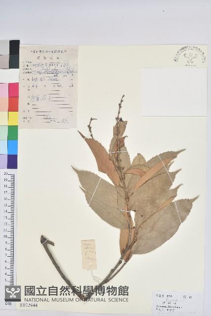 星刺栲、羅浮錐藏品圖，第1張