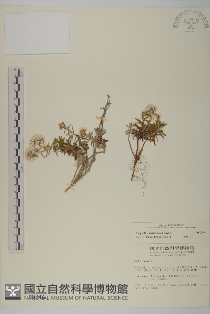 玉山抱莖籟簫藏品圖，第1張