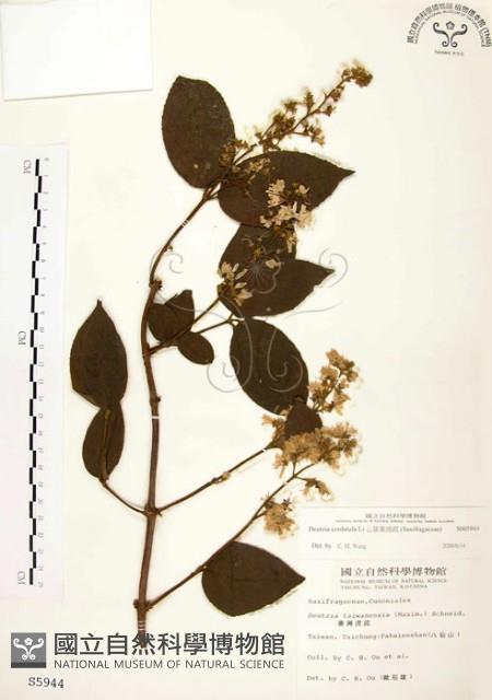 心基葉溲疏藏品圖，第1張